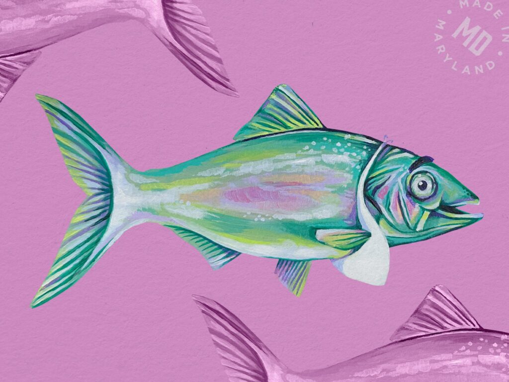 Custom Illustration Trout Seafood