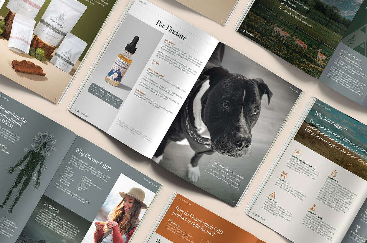 A professional example of printed marketing collateral with cohesive branding