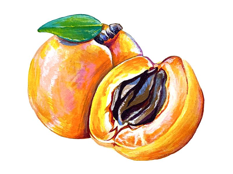 Apricot Illustration