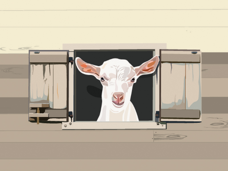 Goat Illustration 