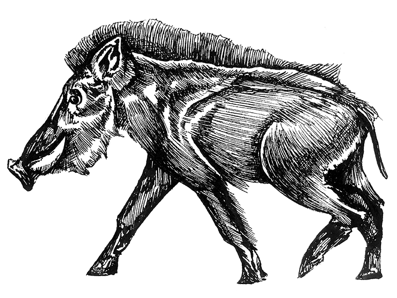 Blue Boar Illustration 